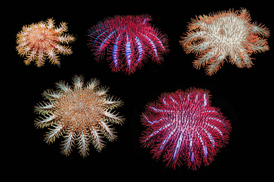 Crown Of Thorns Starfish Composite Image Showing Different Photograph   Crown Of Thorns Starfish Composite Image Showing Different Georgette Douwma Natureplcom 