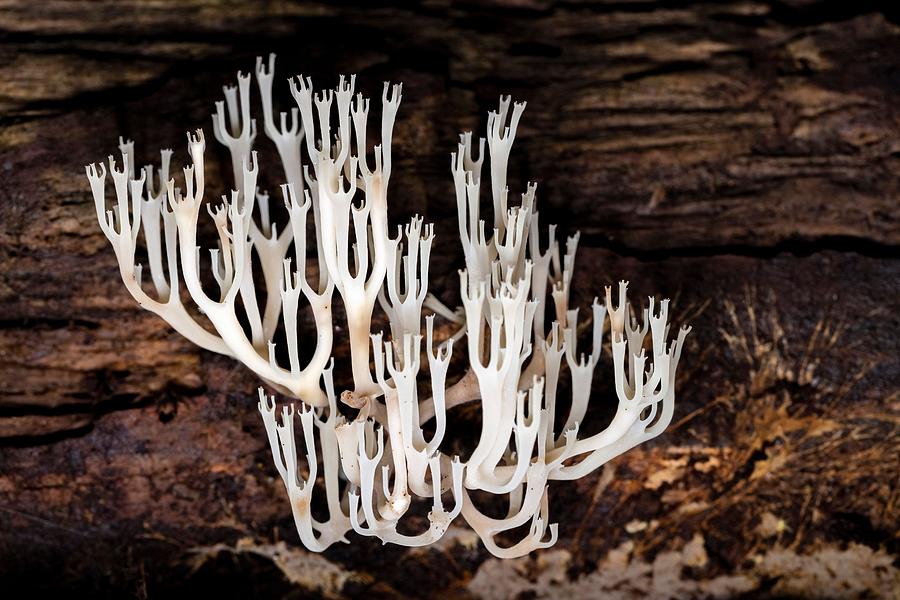 Mushroom Photograph - Crown-tipped Coral Fungus Or Crown by Bill Gozansky