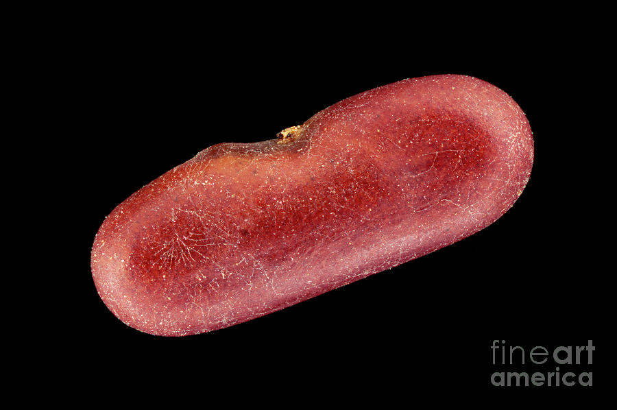 Crown Vetch (coronilla Varia) Seed Photograph by Frank Fox/science