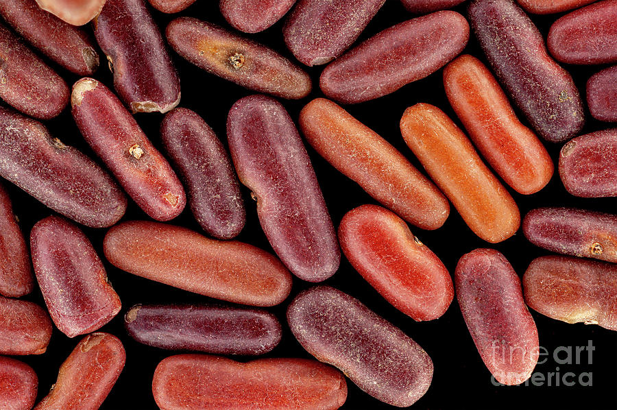 Crown Vetch (coronilla Varia) Seeds Photograph by Frank Fox/science