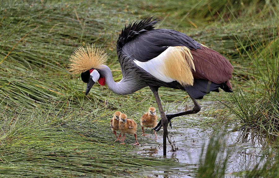 Crowned Crane And Its Little Ones Photograph by Giuseppe Damico