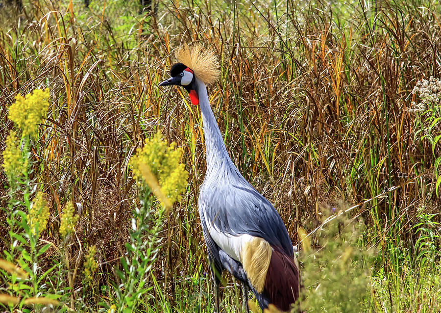 Crowned Crane Photograph by Dawn Richards