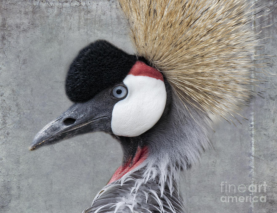 Crowned Crane Photograph