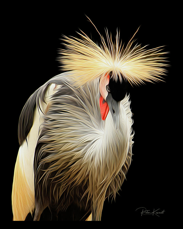 Crowned Crane Digital Art by Peter Kennett