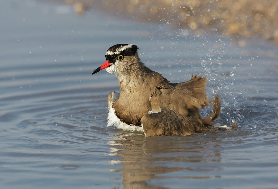 Crowned Plover Bathing, Central Kalahari Game Reserve Photograph by ...