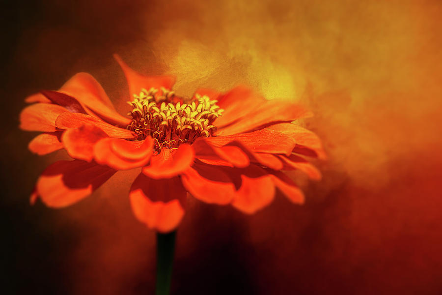 Crowning Glory by Cyndy Doty Crowning Glory by Cyndy Doty