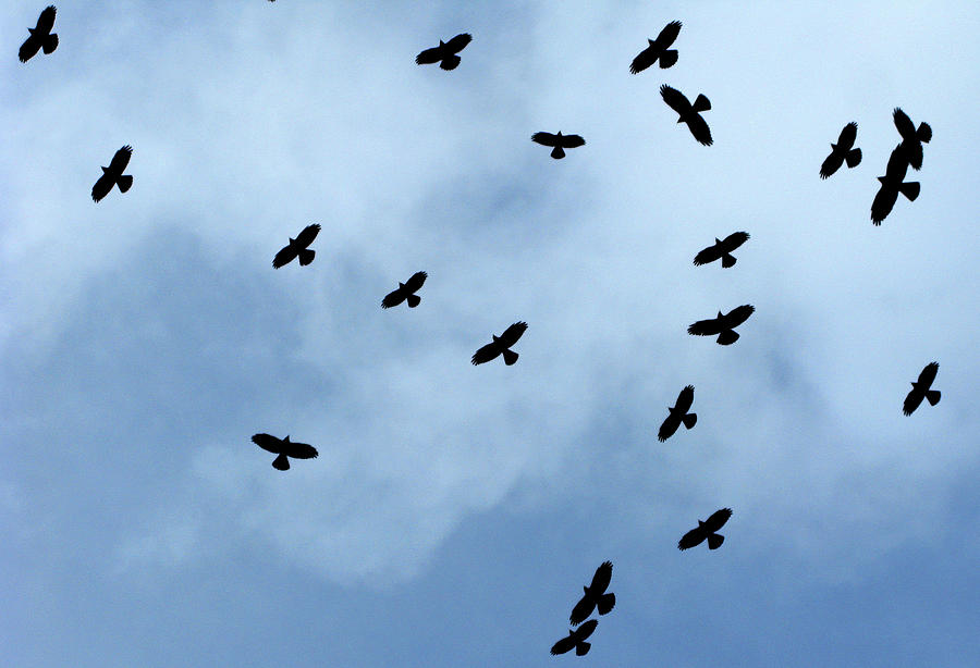 Crows Fly over the Northern Italian Ski Photograph by Alessandro ...