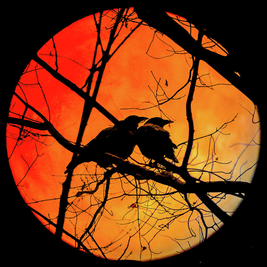 Crow Photograph - Crows Moon by Bob Orsillo