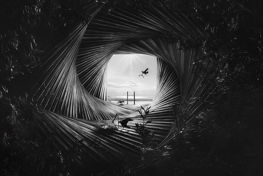 Crow's Nest Photograph by Kazutoshikawakami Fine Art America