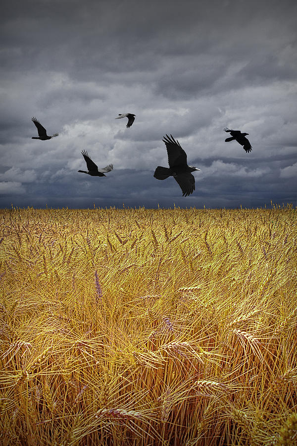 Crows Over A Wheat Field Photograph by Randall Nyhof