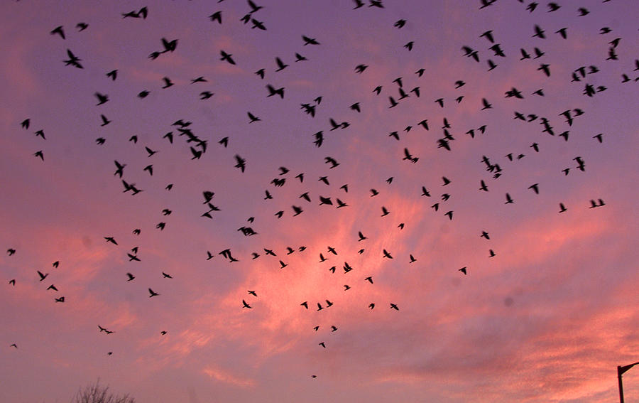 Crows Take Flight Back To Their Nests Photograph by Danish Ishmail ...