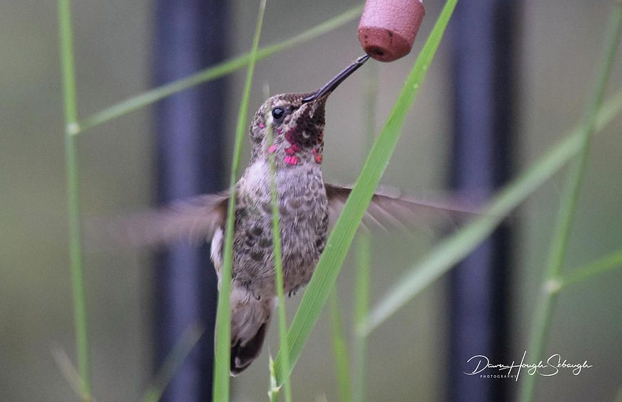 Cruise The Hummingbird Photograph by Dawn Hough Sebaugh