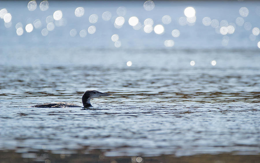 Cruising the Bay - Common Loon - Gavia Immer Photograph by Spencer Bush