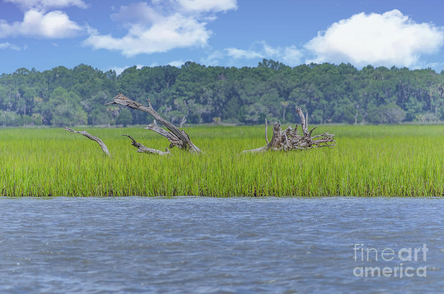 Cruising the ICW - Dead Wood Photograph by Dale Powell