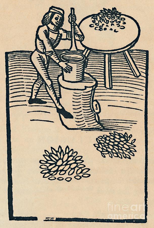 Crushing Herbs In A Mortar Drawing by Print Collector