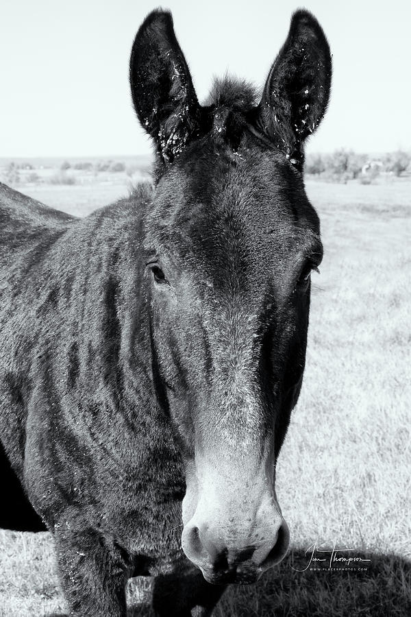 Crusty the Mule Photograph by Jim Thompson