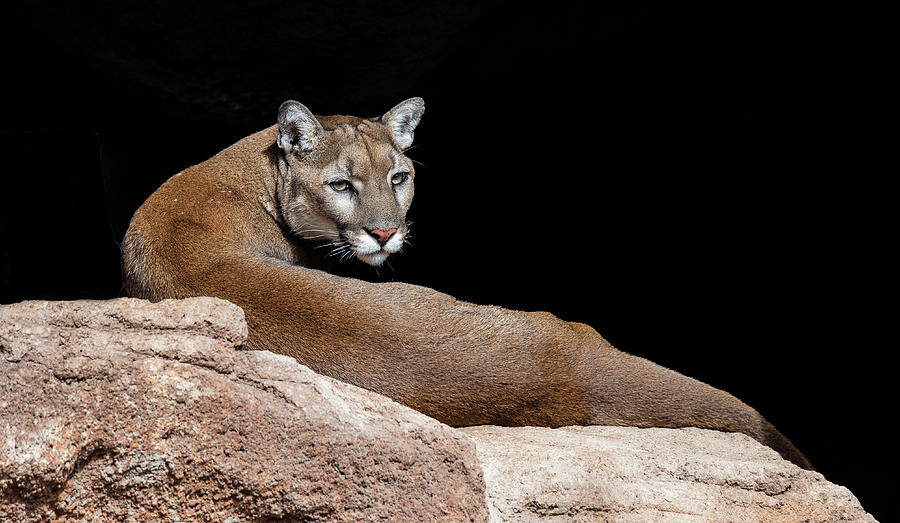 Majestic Bengal Tiger by Alana Easton-Claus