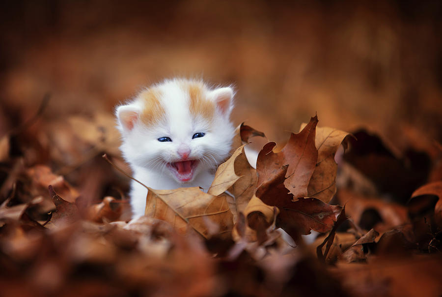 Cat Photograph - Crying In The Leaves by Jonathan Ross