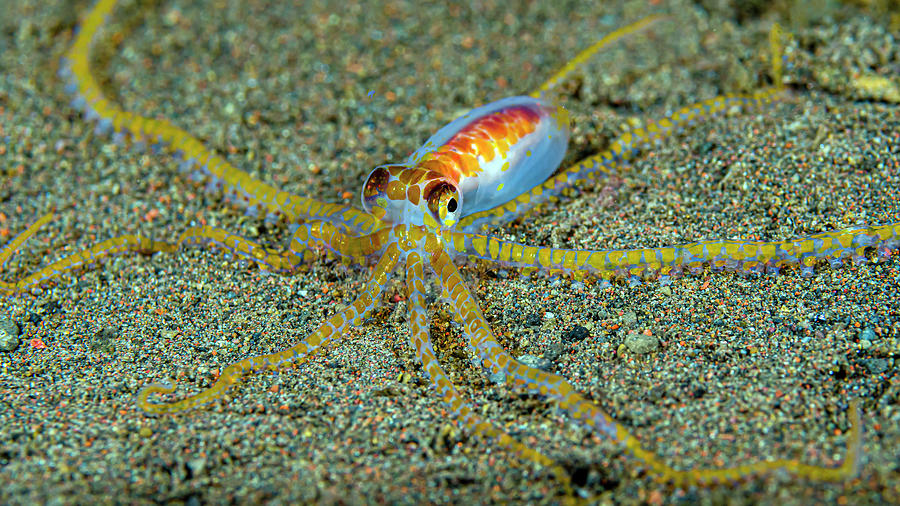Cryptic Wunderpus Octopus Photograph by Bruce Shafer