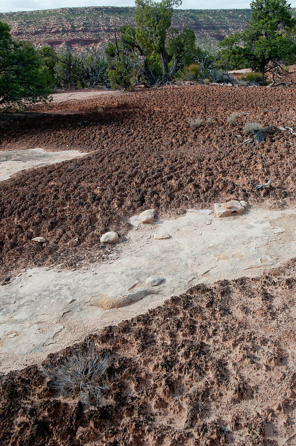 Cryptobiotic Soil Crust Photograph by William Mullins