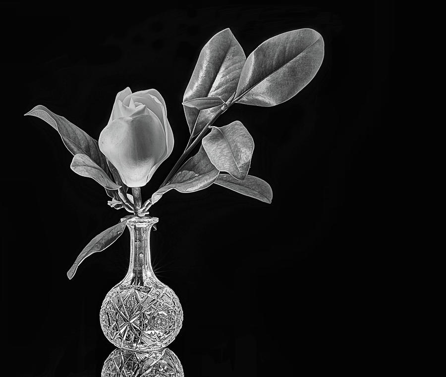 Crystal and Magnolia Still Life Black and White Photograph by JC Findley