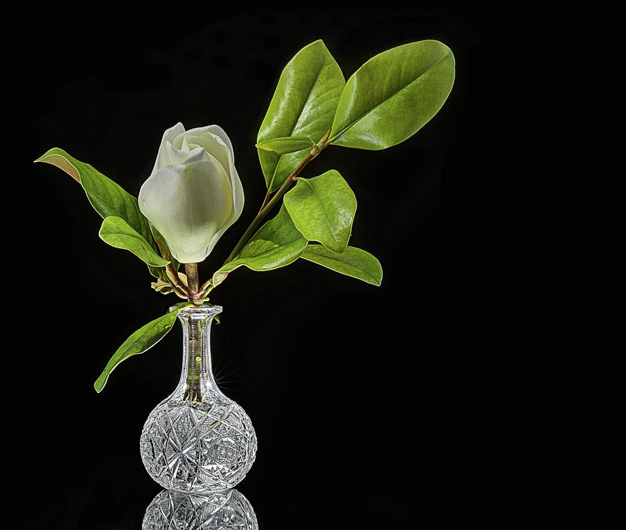 Crystal and Magnolia Still Life Photograph by JC Findley