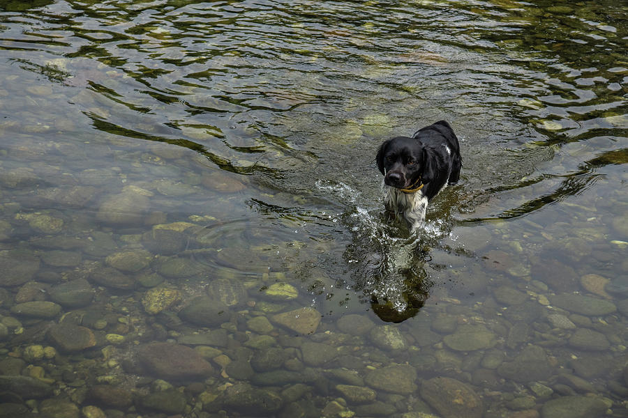 Nature Photograph - Crystal Clear Water Play - the Splashing Puppy by Georgia Mizuleva