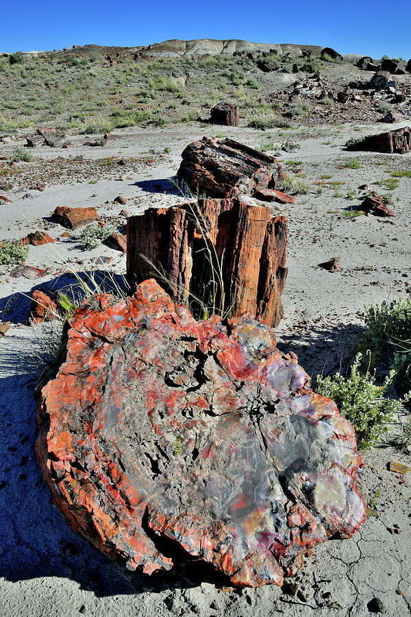 Crystal Forest Trail in Petrified Forest NP Photograph by Ray Mathis