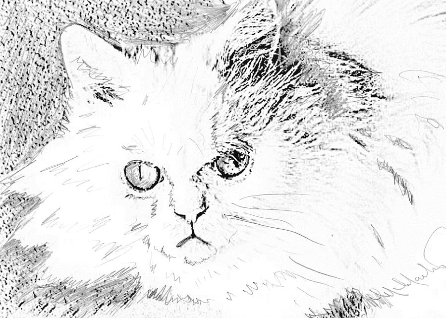 Crystal Our White Cat Drawing by Mackenzie Moulton