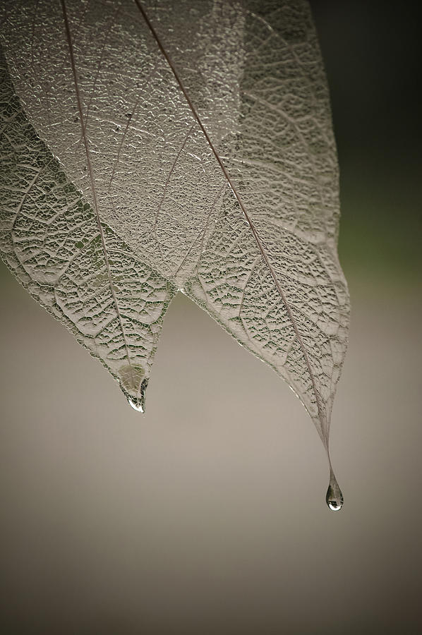 Still Life Photograph - Crystal Rain by Maggie Terlecki