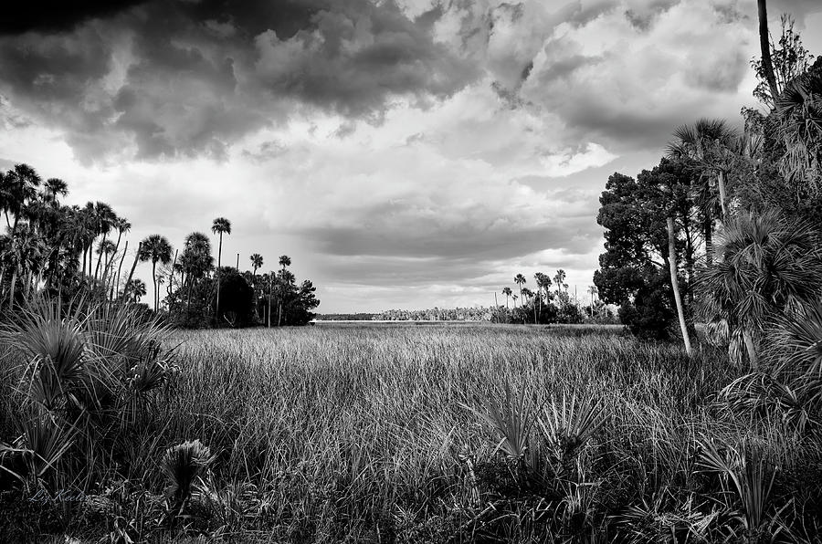 Crystal River Landscape 24 by Liz Keeler Crystal River Landscape 24 by Liz Keeler