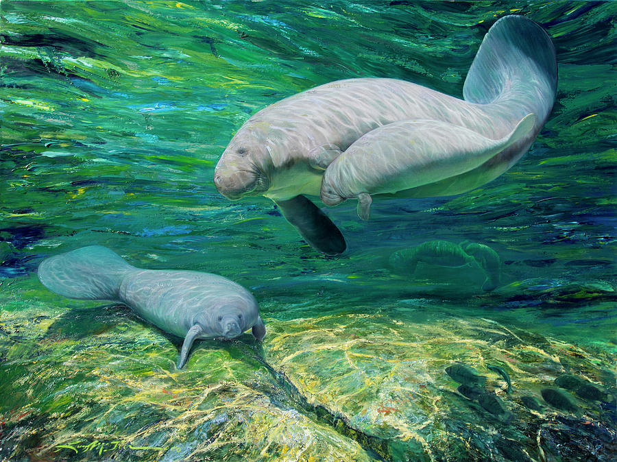 Animal Painting - Crystal River Manatee by Lucy P. Mctier