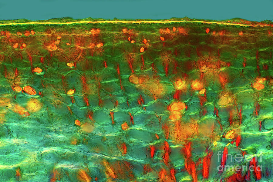 Crystals In Lemon Fruit Peel Photograph by Science Photo Library Crystals In Lemon Fruit Peel Photograph by Science Photo Library