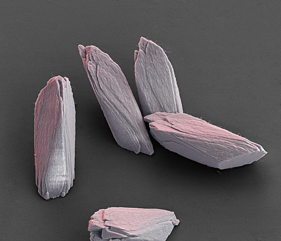 Crystals Of Raspberry Liquer, Sem Photograph by Meckes/ottawa
