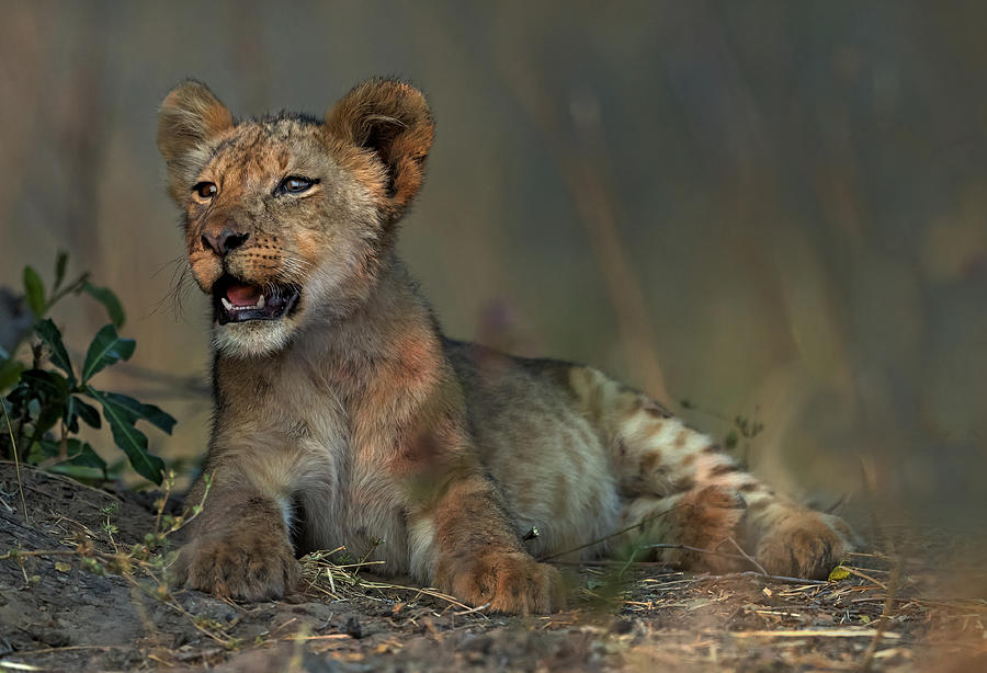 Lion Photograph - Cub by Giuseppe Damico