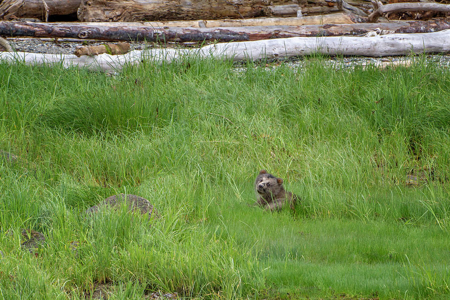 Cub in the grass Photograph by Canadart - Cub in the grass Photograph by Canadart -