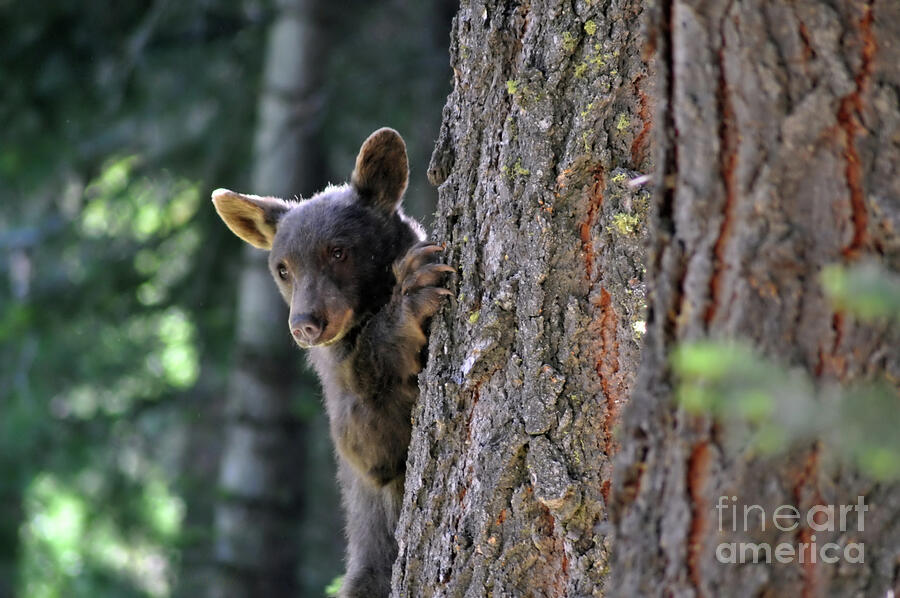 Cub In The Tree Photograph
