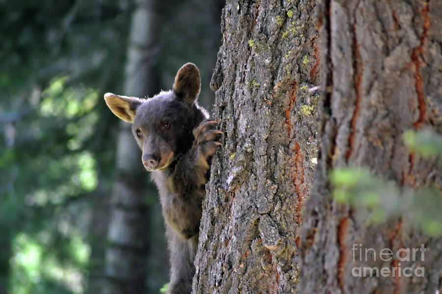 Cub in the Tree Photograph by Debby Pueschel