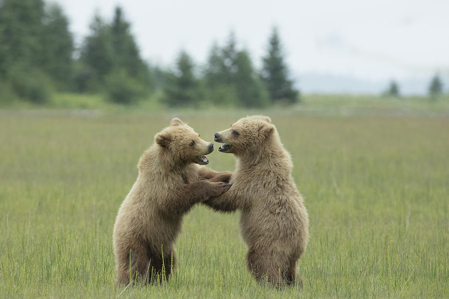 Cub Play In Beautiful Alaska Photograph by Linda D Lester