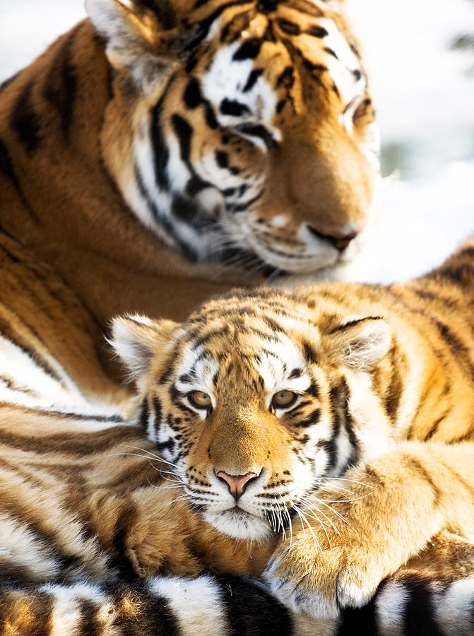 Cub Resting On His Mother Photograph by Vtwinpixel