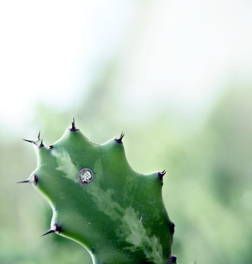 Cuban Cactus Photograph by Jen Caruso