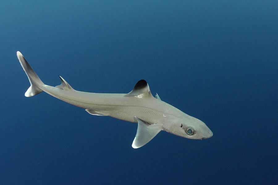 Cuban Dogfish . Exuma Sound Photograph by Andy Murch / Naturepl.com ...