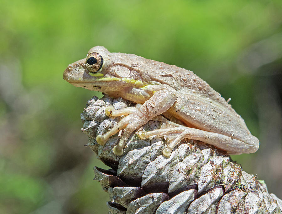 Cuban Treefrog Photograph by John Serrao