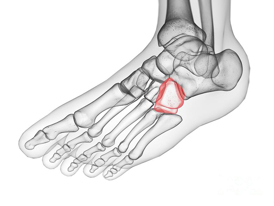 Cuboid Bone Photograph By Sebastian Kaulitzki Science Photo Library