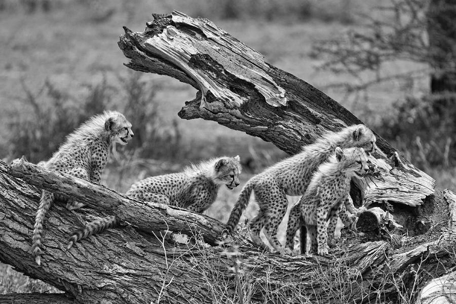 Wildlife Photograph - Cubs by Alessandro Catta