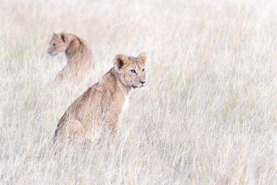 Cubs In Grass Photograph by Ali Khataw
