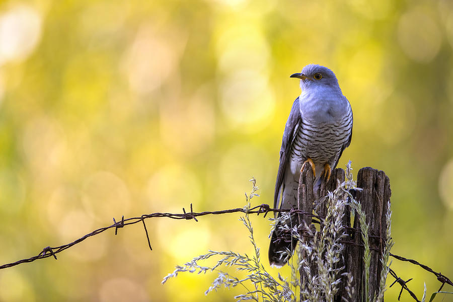 Nature Photograph - Cuckoo At Sunset by Marco Redaelli