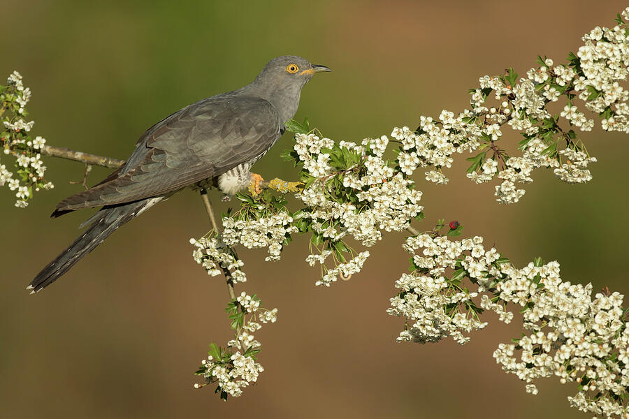 Cuckoo Perched On Hawthorn Blossom, Surrey, England Photograph by Peter Lewis / Naturepl.com Cuckoo Perched On Hawthorn Blossom, Surrey, England Photograph by Peter Lewis / Naturepl.com