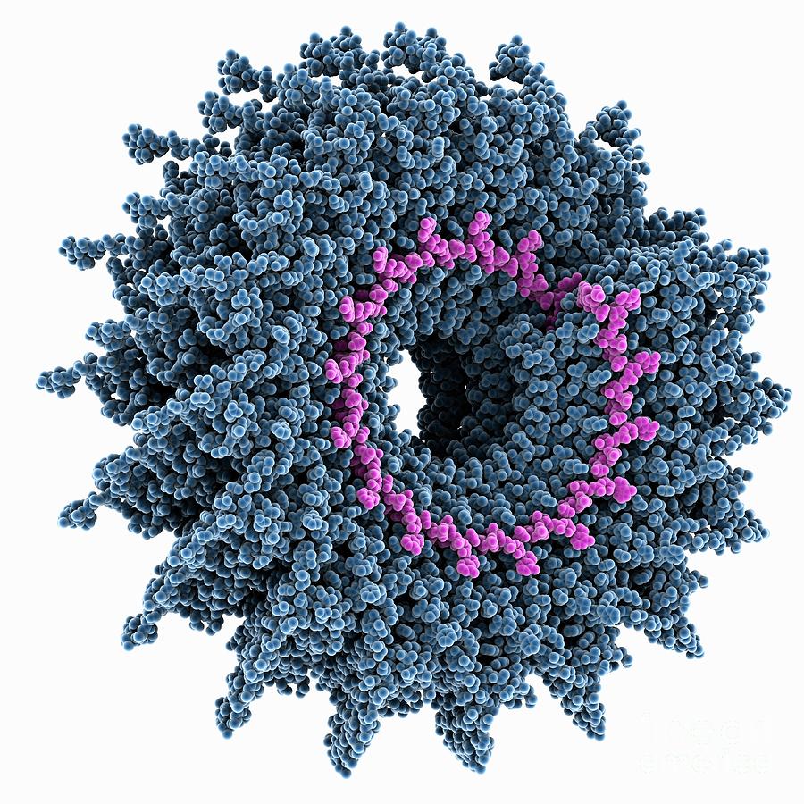 Cucumber Green Mottle Mosaic Virus Capsid Photograph by Laguna Design