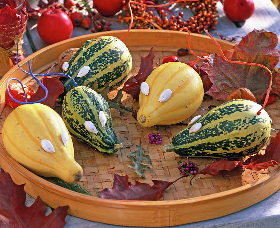 Cucurbita ornamental Squash As Mice, With Pumpkin Seeds As Eyes